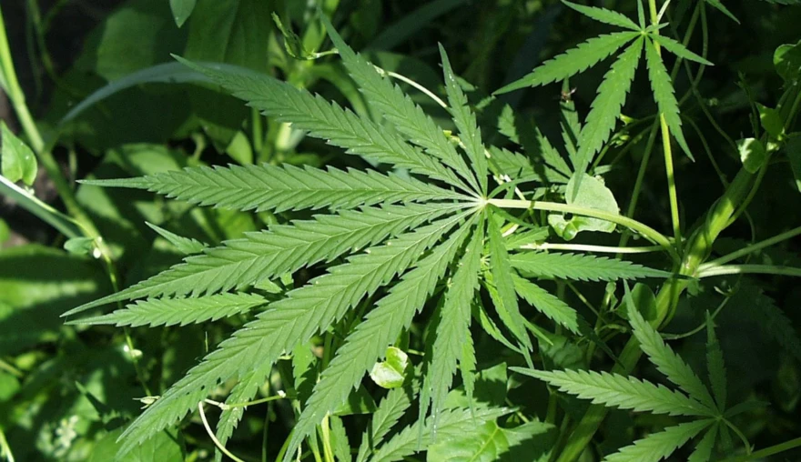 More creative on cannabis?