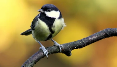 Are Bigger Brains Better? A search in Bird Brains