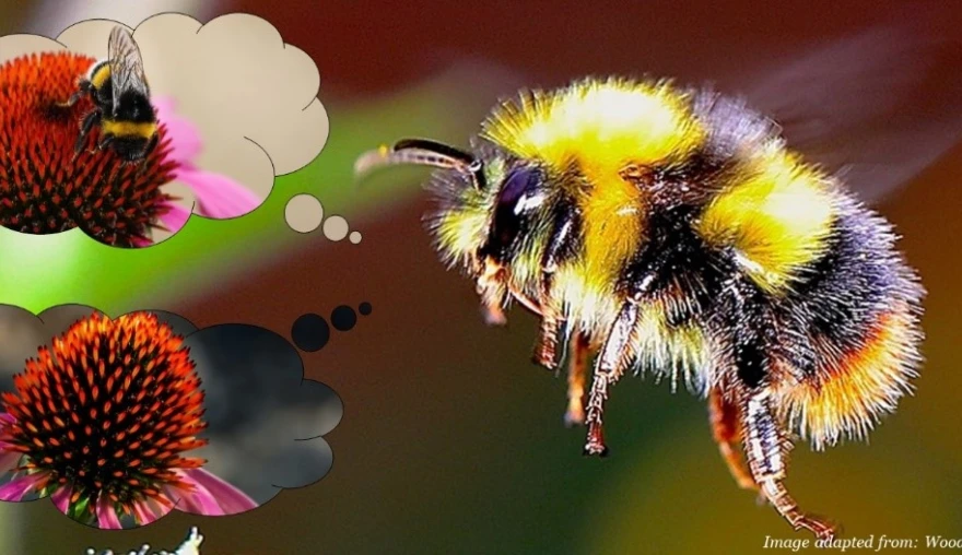 Social BEEhaviour: how bumblebees overpower Pavlov