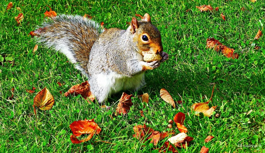 Eat nuts to not go nuts!