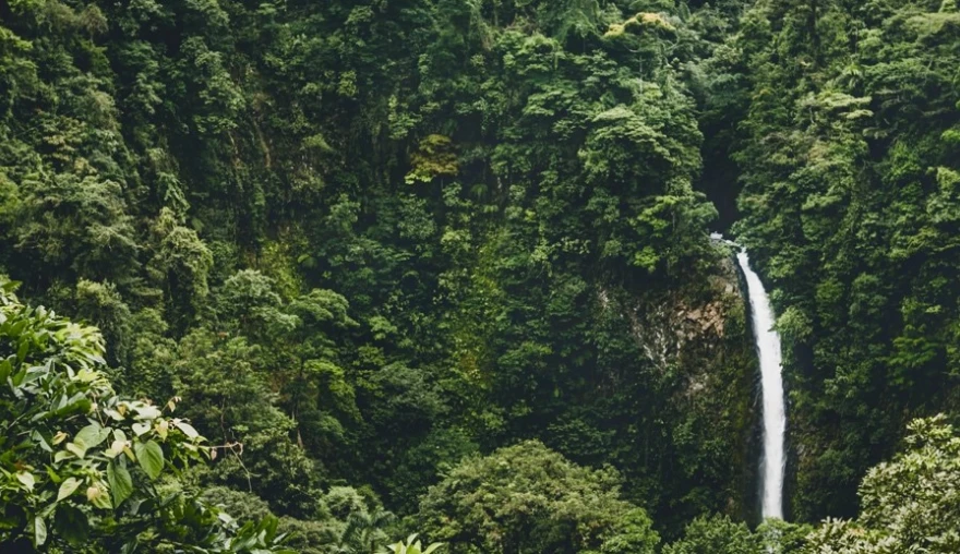 ASMR: A Sensory Refuge in the Modern Jungle