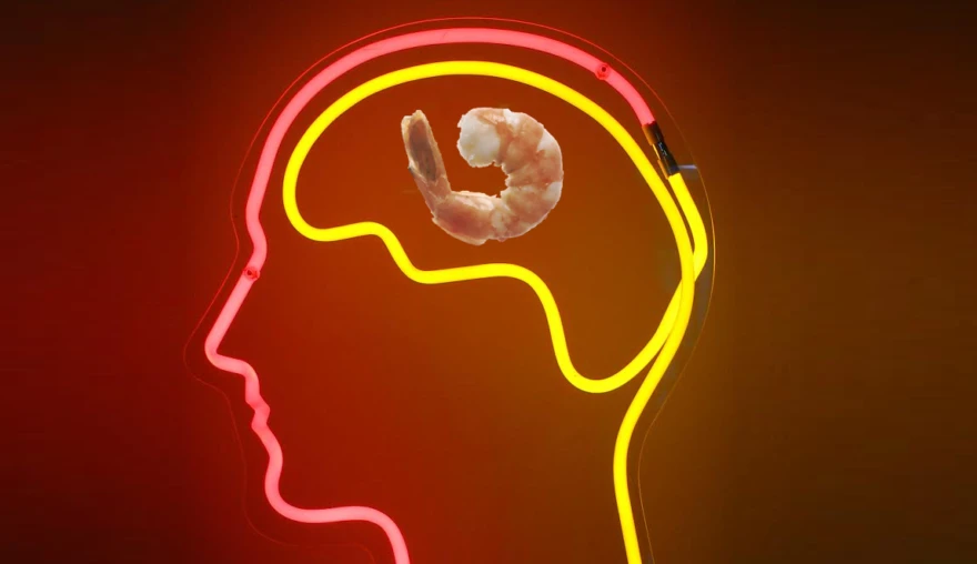 How shrimps can improve your memory