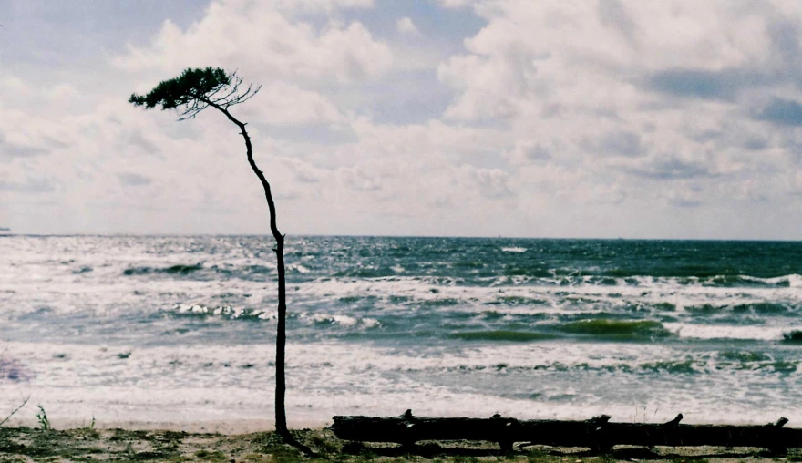 Can Bodhi-Tree leaves stop a summer storm?