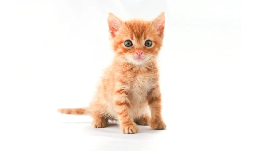 The power of kitten pictures: Positive pictures make task switching easier