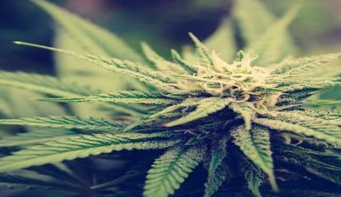 How does cannabis act on your brain?