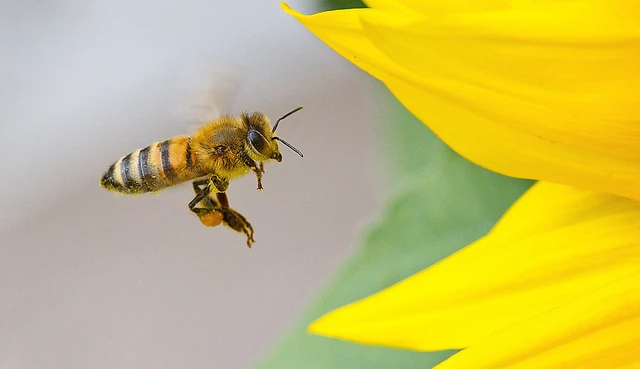 The Emotional Bee: Honey Badgers, Cocaine and Dancing Bees