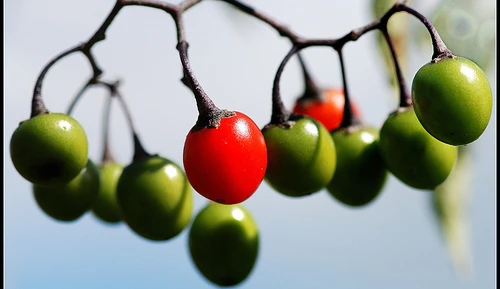 People are different: the effect of  tyrosine on cognition may depend on your genes