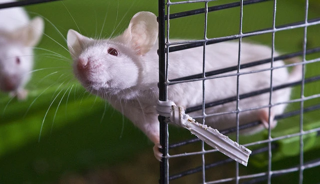 Can a mouse use a joystick?