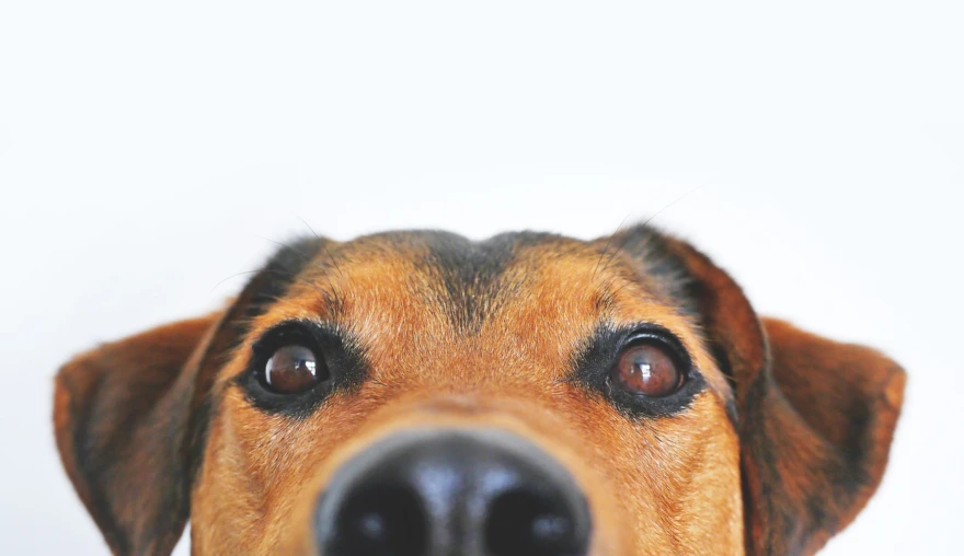How a staring contest with your dog can improve your human-dog-bond