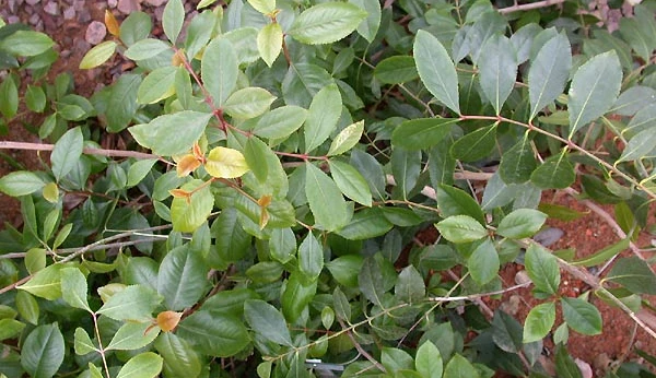 Khat, a “natural” amphetamine?