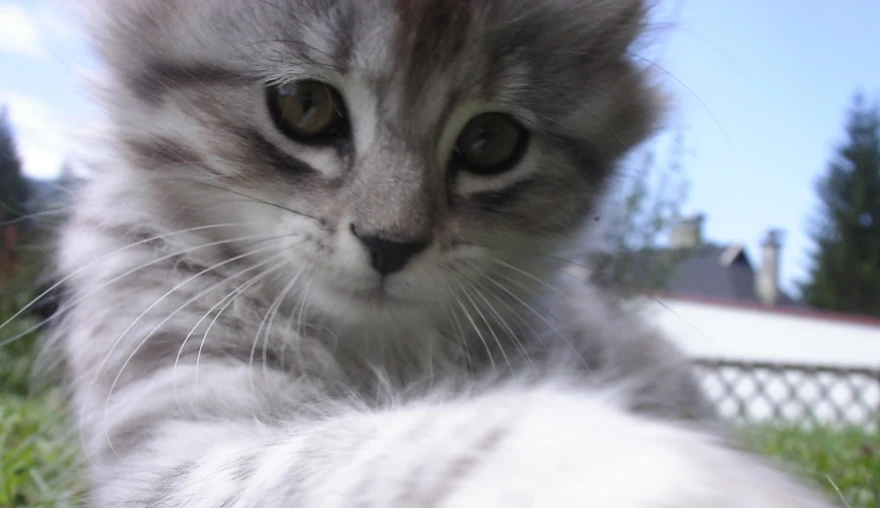 How loving cats makes people better in “action control”