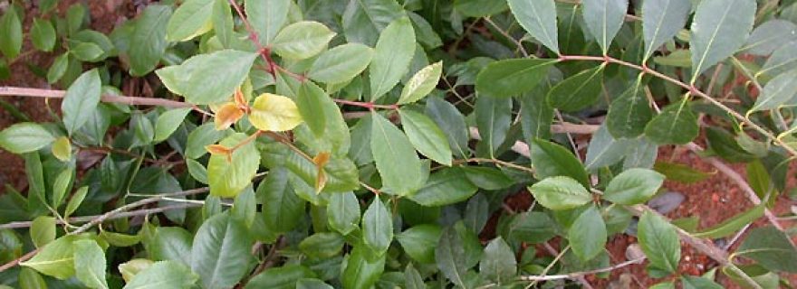 Khat, a “natural” amphetamine?