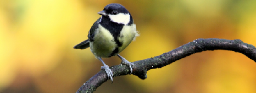 Are Bigger Brains Better? A search in Bird Brains