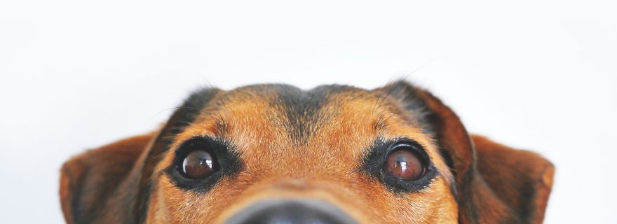 How a staring contest with your dog can improve your human-dog-bond