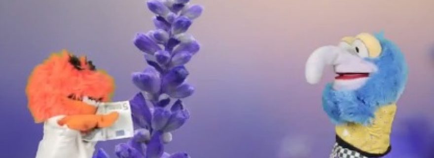 A question of scent: Lavender aroma promotes interpersonal trust