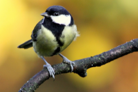 Are Bigger Brains Better? A search in Bird Brains